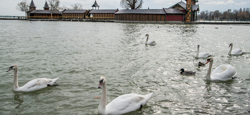 Hiába figyelmeztetett a NAV, minden negyedik cég megbukott a Balatonon