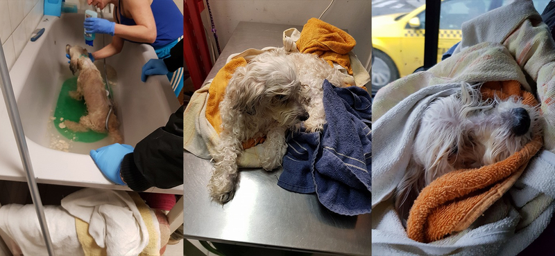 18+: Több hétig élt gazdija holttestéhez bújva egy kutya Újpesten