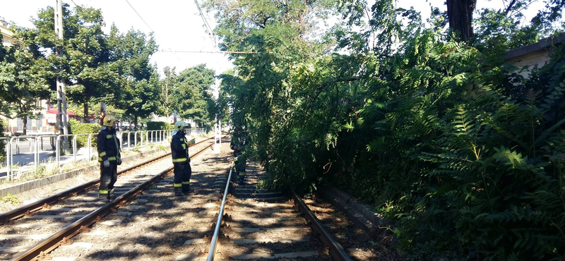 Fotó: Fa dőlt a 28-as és 62-es villamos sínére