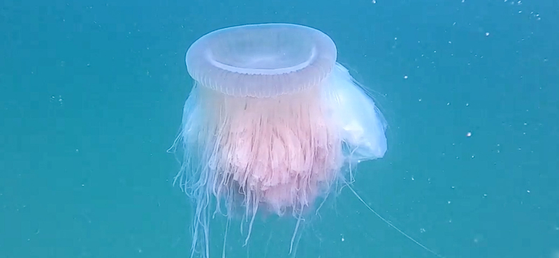 Hatalmas és ritka medúzát videóztak le Trieszt mellett