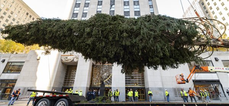 Megérkezett a Rockefeller Center elé a 12 tonnás fenyőfa - képek