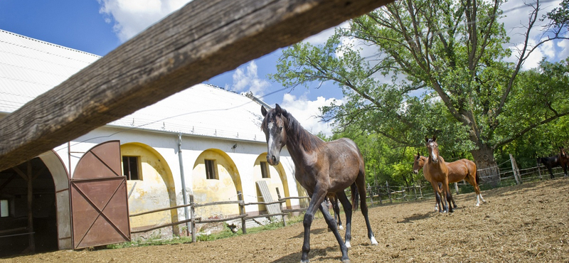 Padlóra küldi a kormány a magyar agráripar bezzegcégét