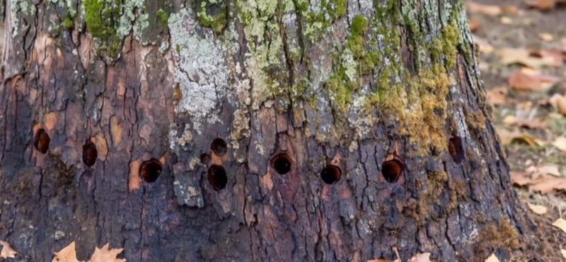 Demecseri platánrejtély: Nem tudni, ki akart megszabadulni a falu 70 éves fájától