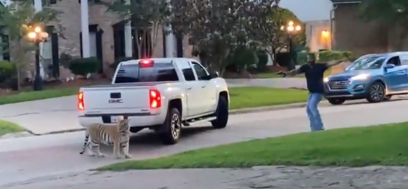 Tigrissel az autójában menekült a rendőrök elől egy houstoni férfi – videó