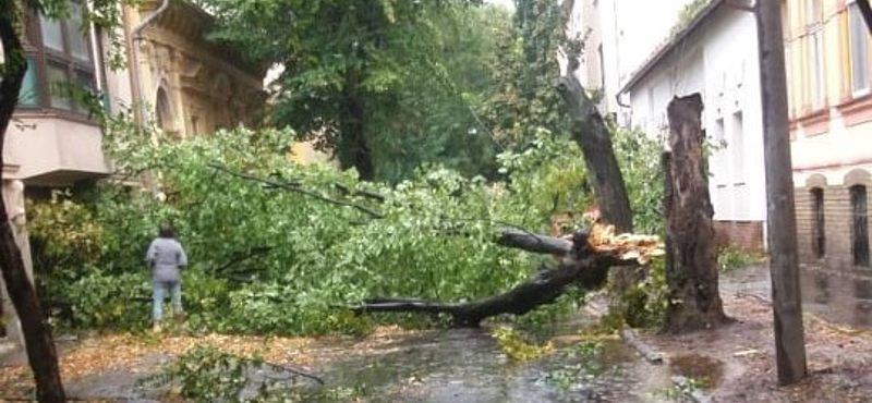 Megjött a vihar: fákat tépett ki a szél Nógrád megyében