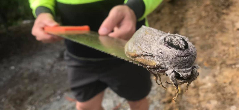 Kétökölnyi méretű lepke került elő egy ausztrál építkezésen