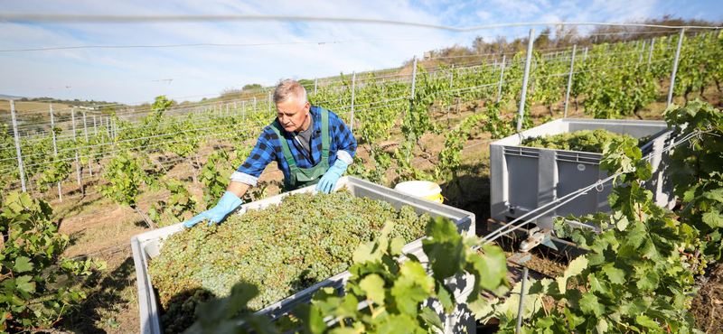 Napi 18 ezres fizetés mellett is filippínókat kell felvenni mezőgazdasági idénymunkákra