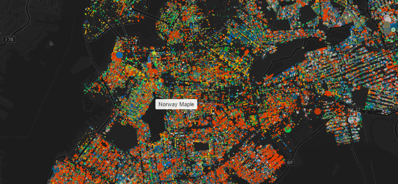 Nézze meg New York fáit ezen az interaktív térképen