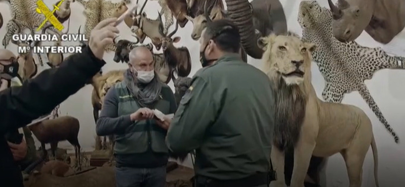 Brutális mennyiségű kitömött állatot talált a spanyol rendőrség – videó