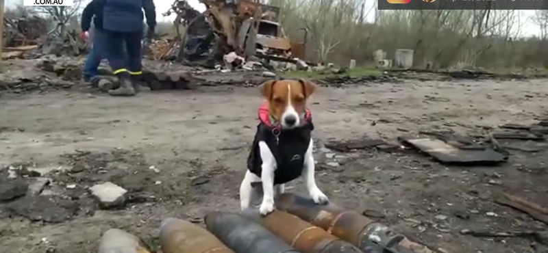 Kitüntették a háború négylábú hősét, az aknákat kiszagoló jack russell terriert