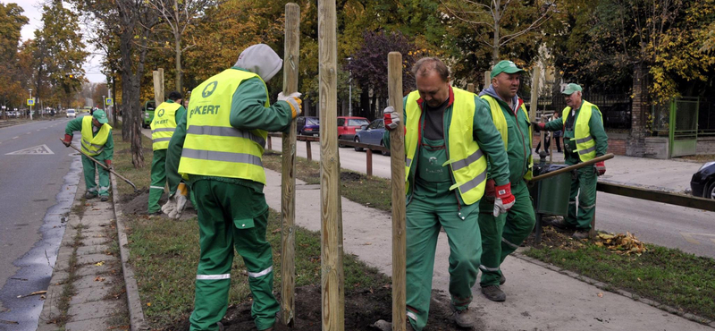 Nemzeti tüzépek után nemzeti faiskolákat is akar a kormány