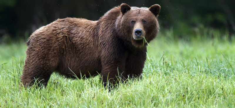 Medve végzett egy túravezetővel a Yellowstone-parkban