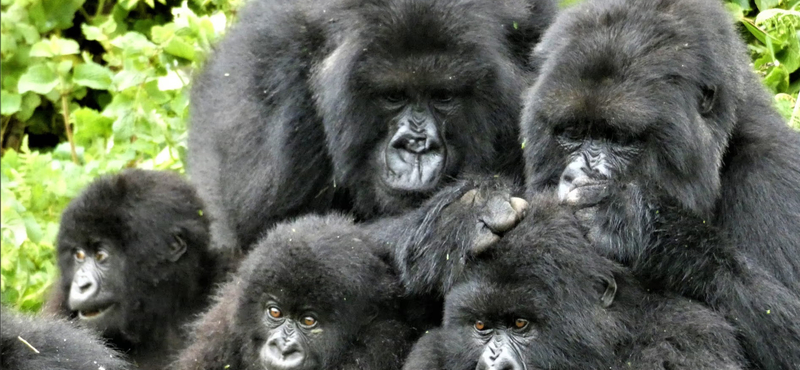 Megfigyelték 164 gorilla viselkedését, az eredmény az emberi viselkedésre is rámutat