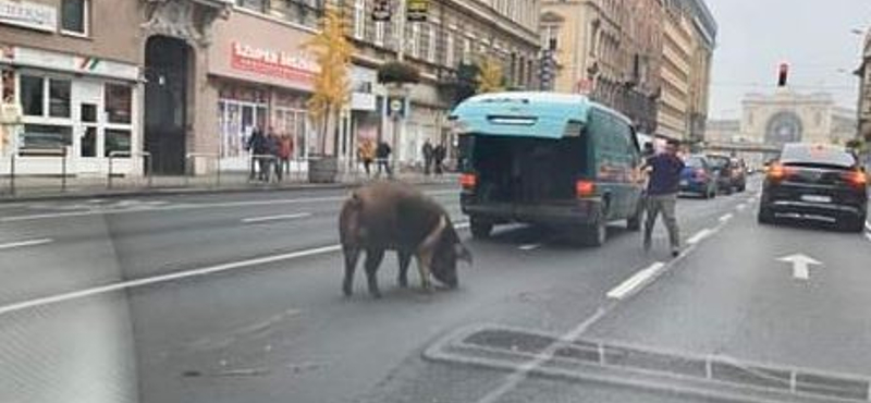 Meg tudná oldani a Kétfarkú Kutya Párt KRESZ-tesztjét?