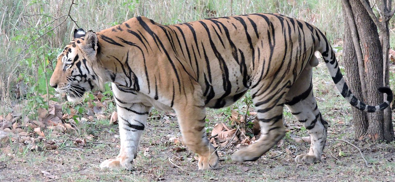 Megölte gondozóját egy tigris Svájcban