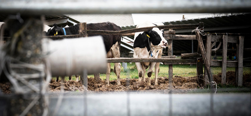 Románia úgy zárta le a határait a magyar agrártermékek elől, hogy nem is szólt róla Budapestnek