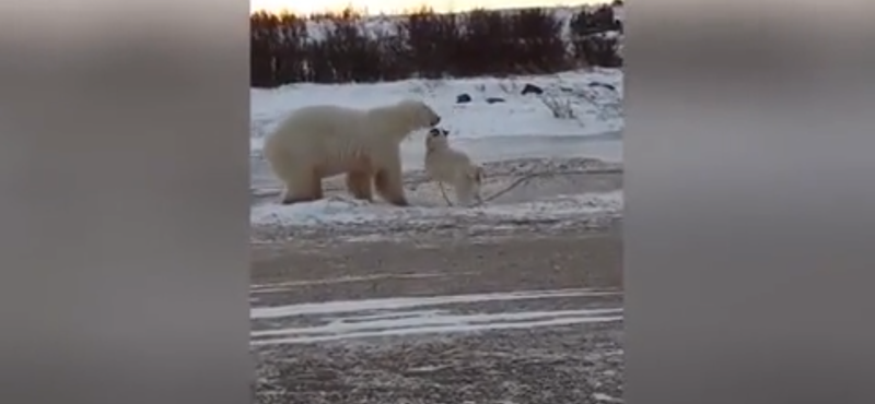 Csak egy videó egy jegesmedvéről, ami egy kutyát simogat