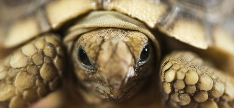Meleg a világ legidősebb teknőse