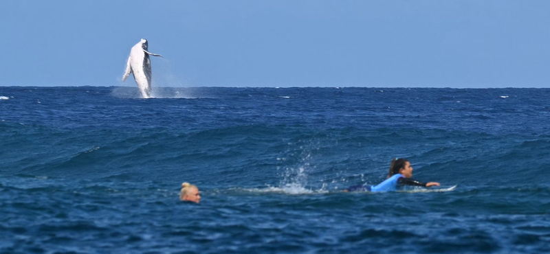 Nem várt vendég, egy bálna zavarta meg az olimpia női szörfversenyét Tahitinál – fotó