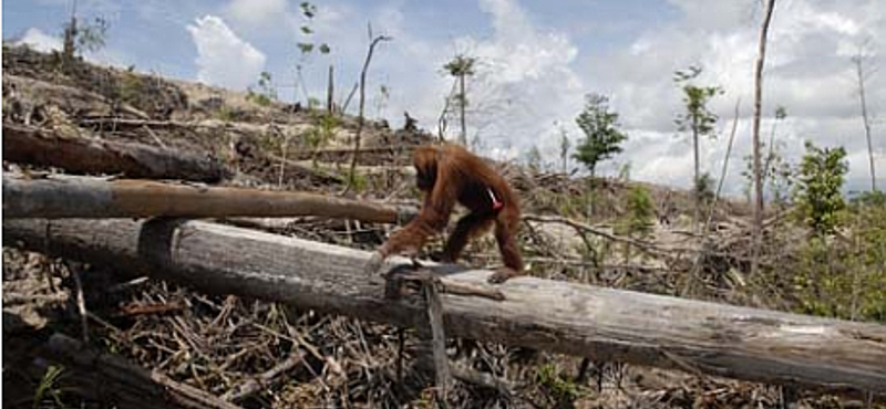 Veszélyben a borneói orangután is