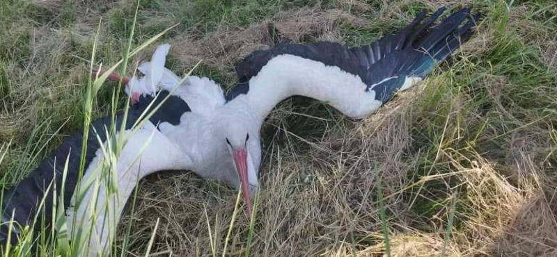 Mentők szállították kórházba a sérült gólyát