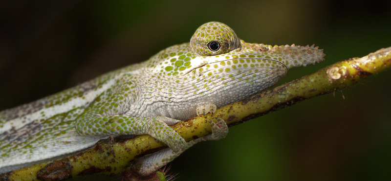 Különleges kaméleonokra bukkantak a kutatók Madagaszkáron