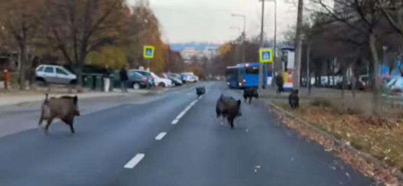 Vaddisznók rohangáltak a gazdagréti lakótelepen – videó