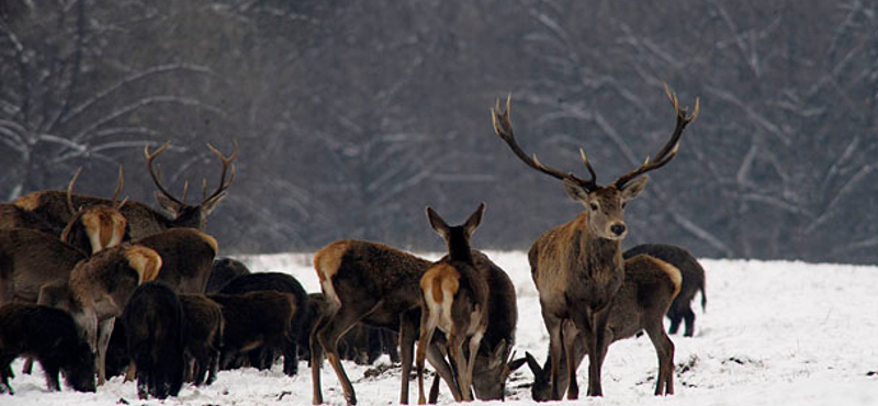 Adventi irodalmi naptár – december 21.