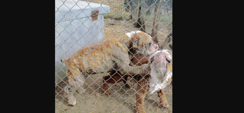 166 kutyát mentettek ki egy nyírbogáti pártól