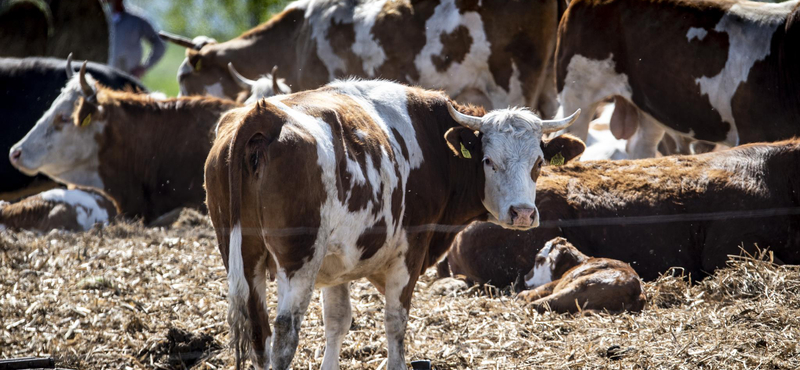 100 milliárdos programmal indítja a nyarat az agrártárca