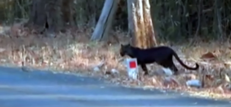 Gyönyörű ritkaság: fekete leopárdot filmeztek le Indiában – videó