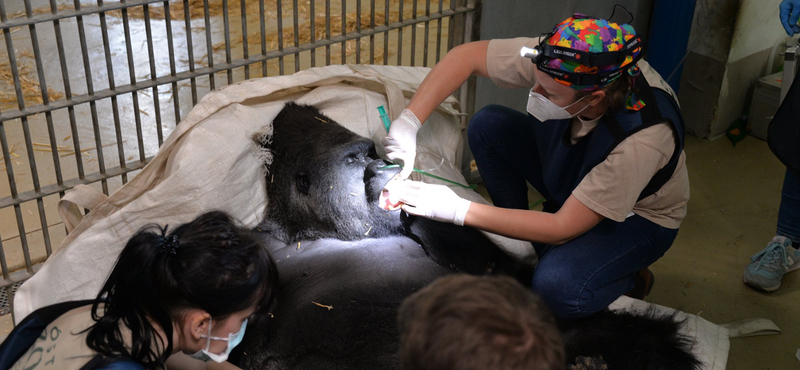 Életmentő műtétet hajtottak végre a nyíregyházi gorillán