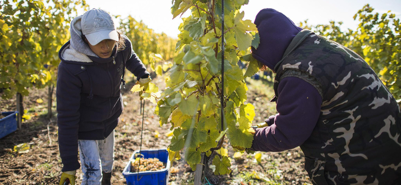 Október közepén kezdődik a nagyszüret Tokaj-Hegyalján