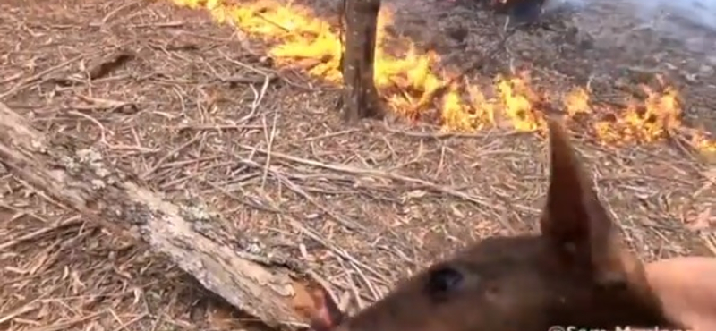 Egy ausztrál tűzoltó videóra vette, ahogy kiment egy kengurubébit a lángok közül