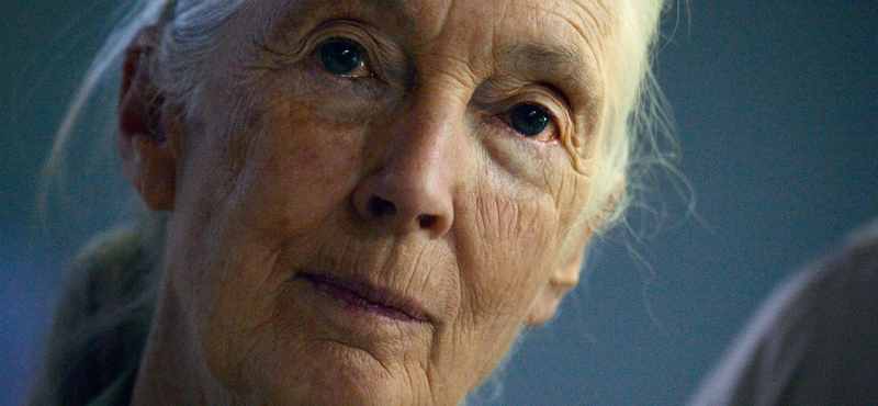 Májusban Budapestre jön Jane Goodall