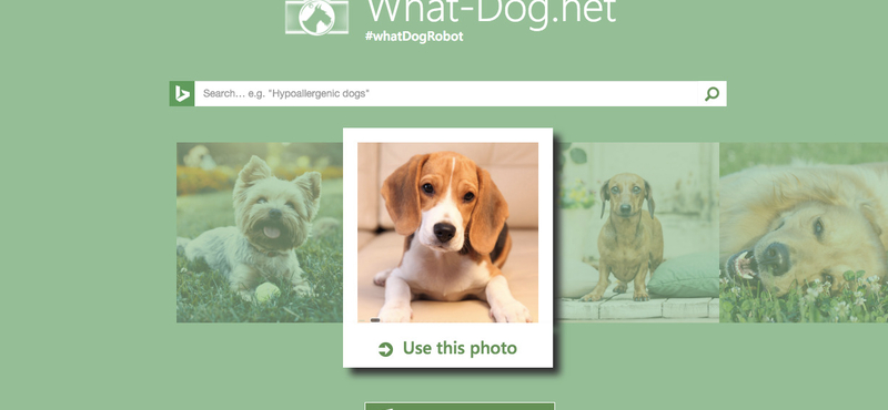 Próbálja ki: egyetlen fotóról felismeri a kutyákat a Microsoft új weboldala