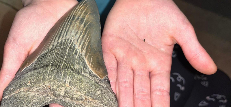 Egy 15 millió éve élt, hatalmas megalodon cápa fogára bukkant egy 9 éves kislány