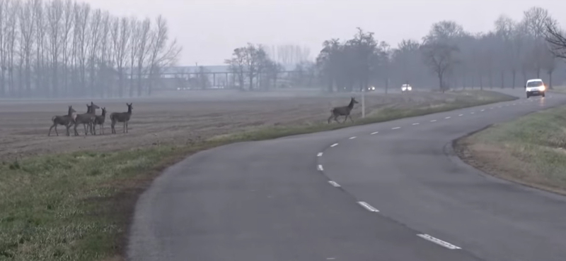 A csodaszarvas ma is él, a szlovák határnál tartja fel a forgalmat – videó