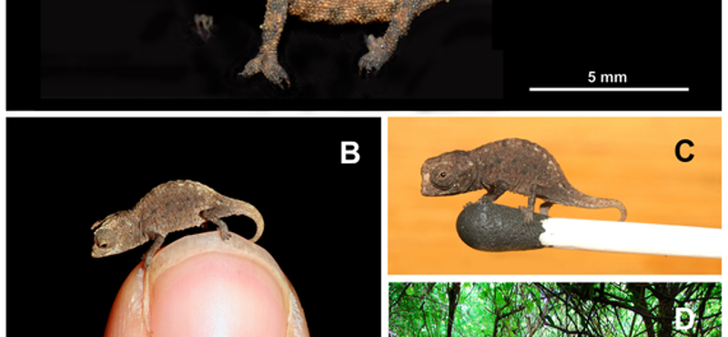 Fotók: felfedezték a világ legkisebb kaméleonjait