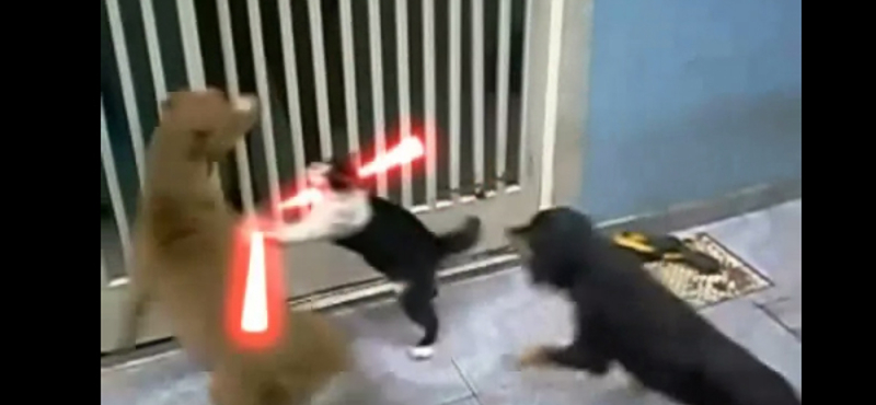 A nap videója: Star Wars – The Cat Unleashed