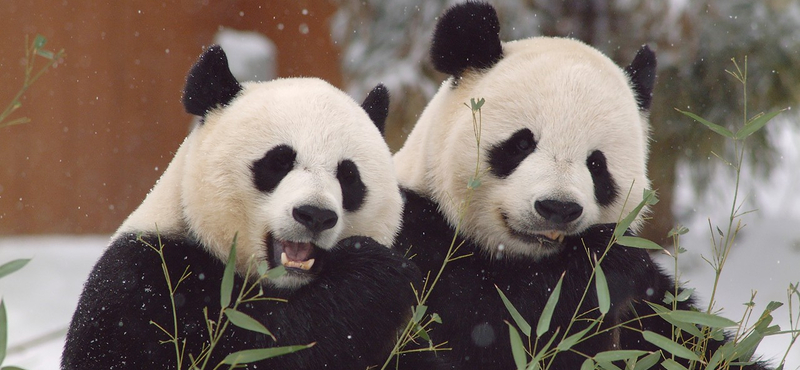 Egy panda találkozásából a hóval csak valami jó sülhet ki