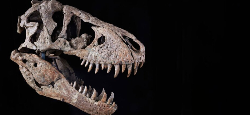 Kalapács alá kerül Maximus Rex, 6 milliárd forintos árcédula kerülhet a 91 kilós Tyrannosaurus rex-koponyára