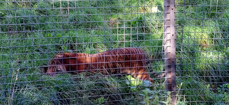 Emberölő tigris, ötszáz elhullott állat: bezárják az angliai horrorállatkertet