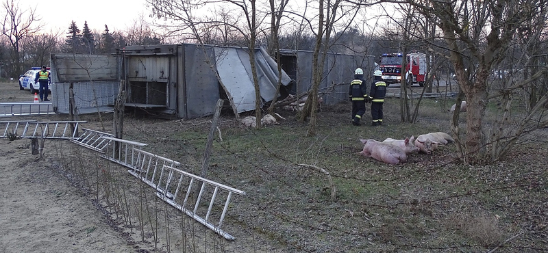 Fotó: Disznószállító kamion szenvedett balesetet