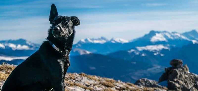 Bíróság elé áll a francia turista kutyáját agyonlövő vadász