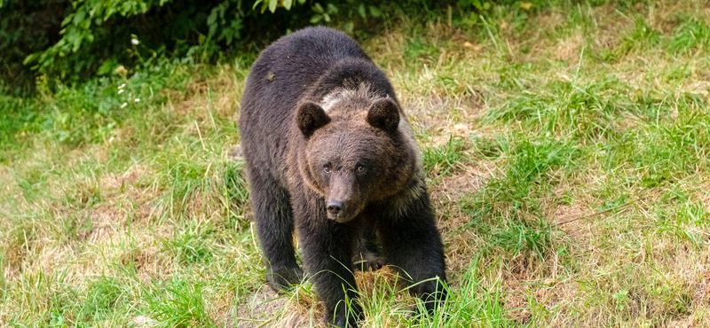 Újabb medvetámadások történtek Szlovákiában, ugyanabban a járásban, ahol a múlt héten már kilőttek egy emberekre támadó medvét