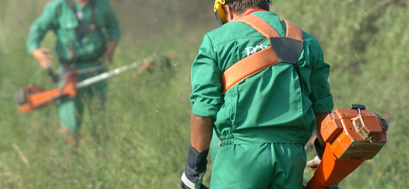 Nincs jó hírünk az allergiásoknak