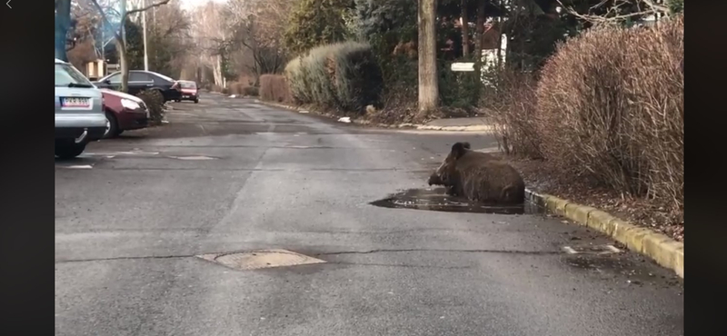 Kátyúban dagonyázó vaddisznót videóztak le Debrecenben