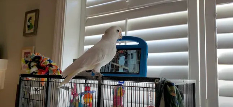 Itt a tudományos bizonyíték: a papagájok  szeretnek videochatelni egymással