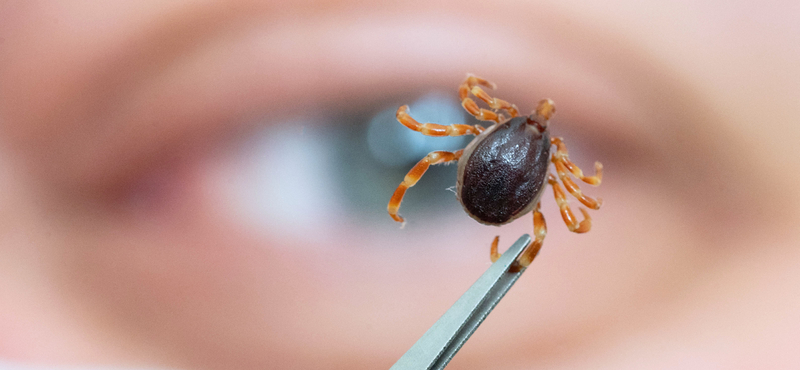 Ritka, veszélyes kullancsfertőzést kapott el egy férfi, de úgy, hogy nem is őt csípte meg a vérszívó